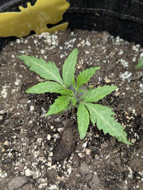 RS11 x Banana OG - G2. Week 1