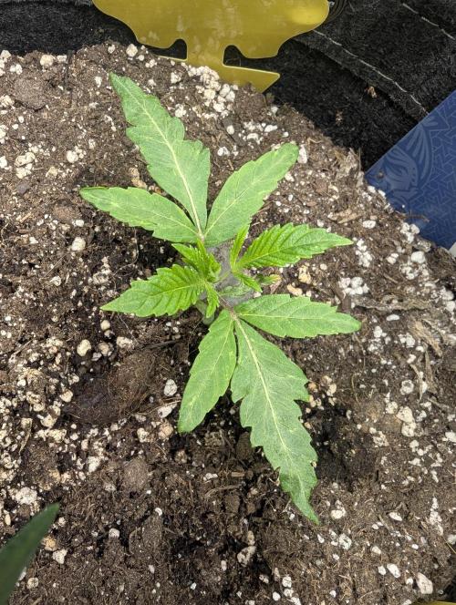 RS11 x Banana OG - G2. Week 1