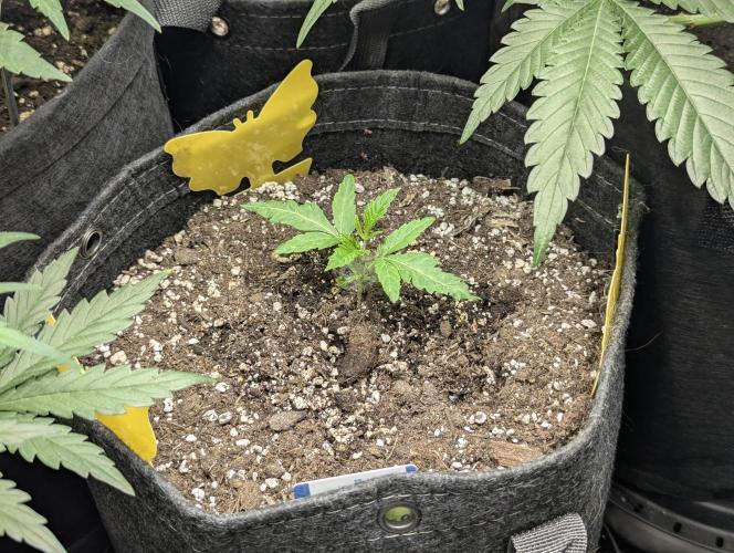 RS11 x Banana OG - G2. Week 1