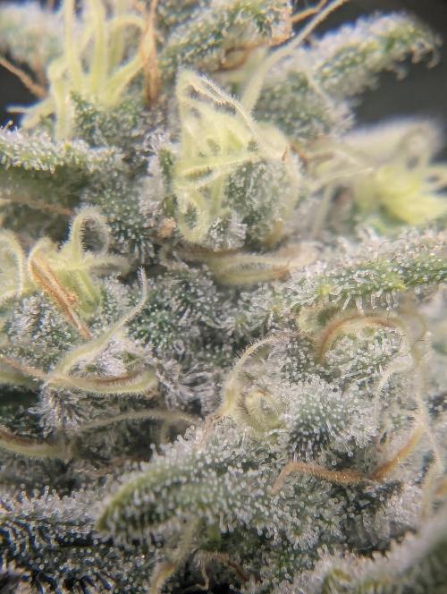 Kush Mass Auto - G1. Week 19