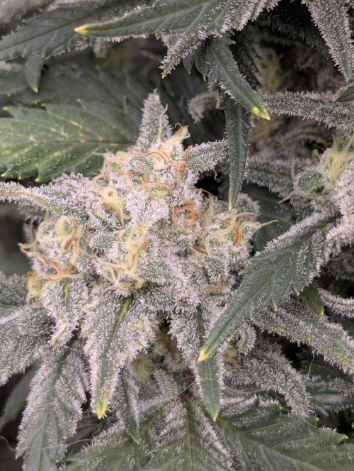 Kush Mass Auto - G1. Week 19