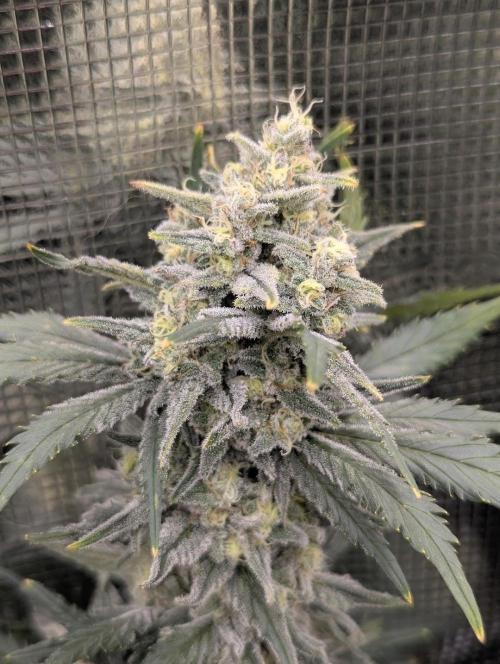 Kush Mass Auto - G1. Week 19