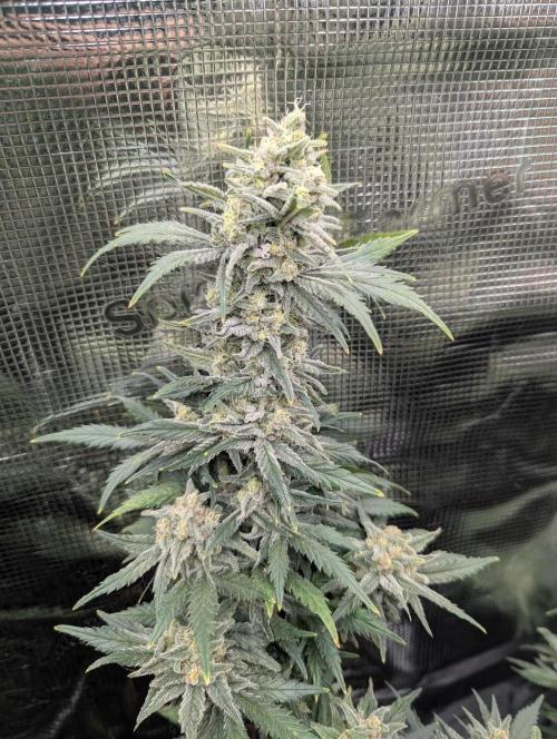 Kush Mass Auto - G1. Week 19