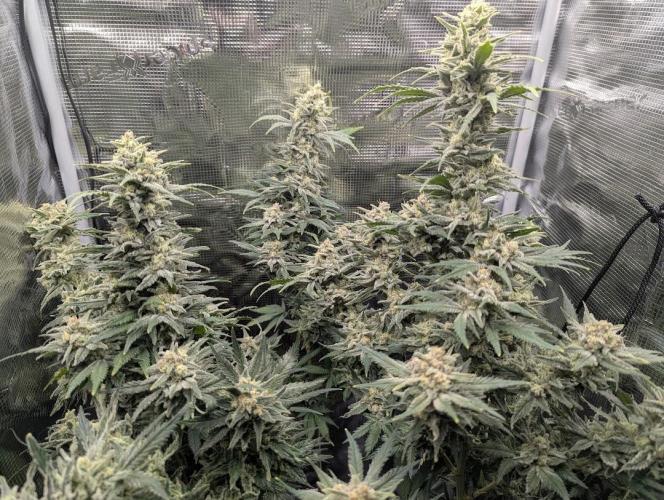 Kush Mass Auto - G1. Week 19