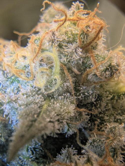 Kush Mass Auto - G1. Week 19