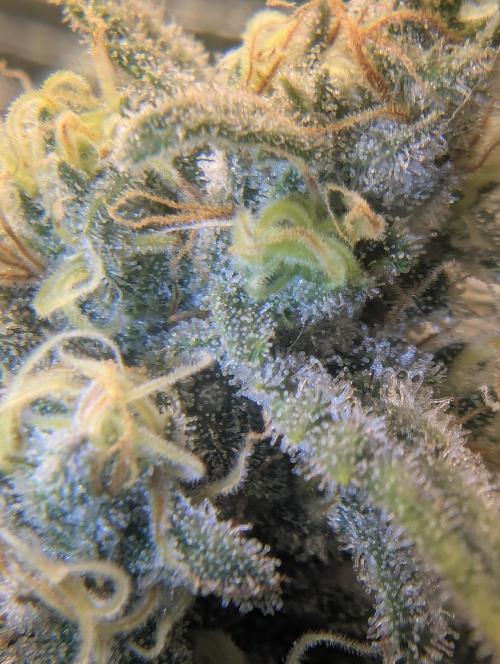 Kush Mass Auto - G1. Week 19