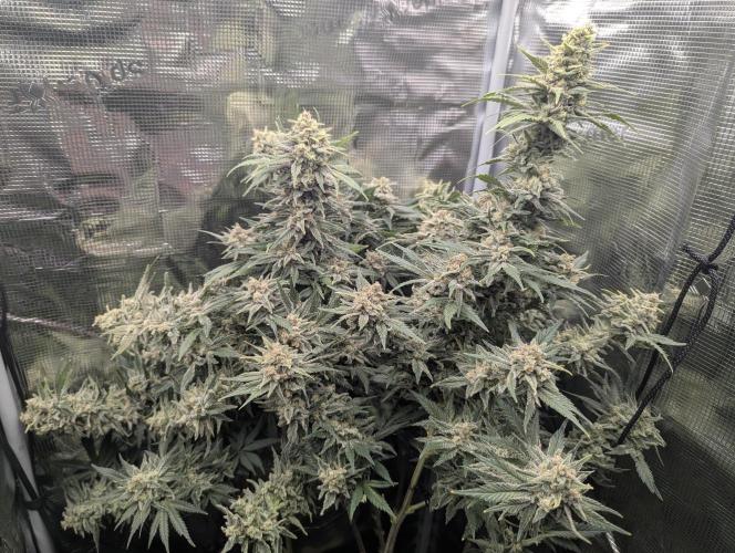 Kush Mass Auto - G1. Week 20