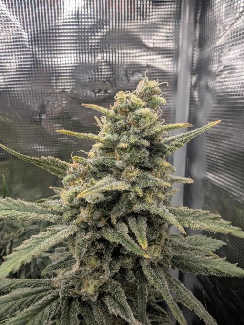 Kush Mass Auto - G1. Week 20