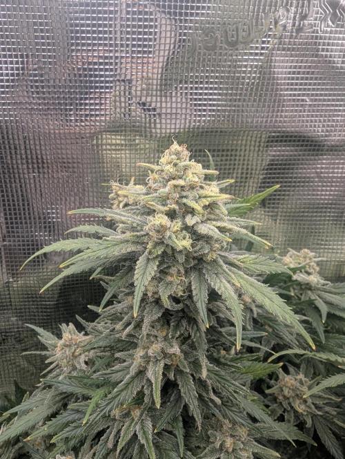 Kush Mass Auto - G1. Week 20