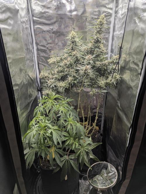 Kush Mass Auto - G1. Week 20