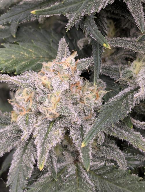 Kush Mass Auto - G1. Week 20