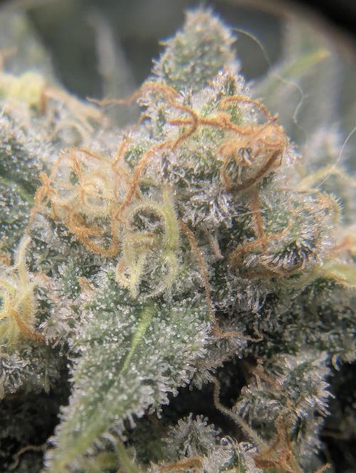 Kush Mass Auto - G1. Week 20