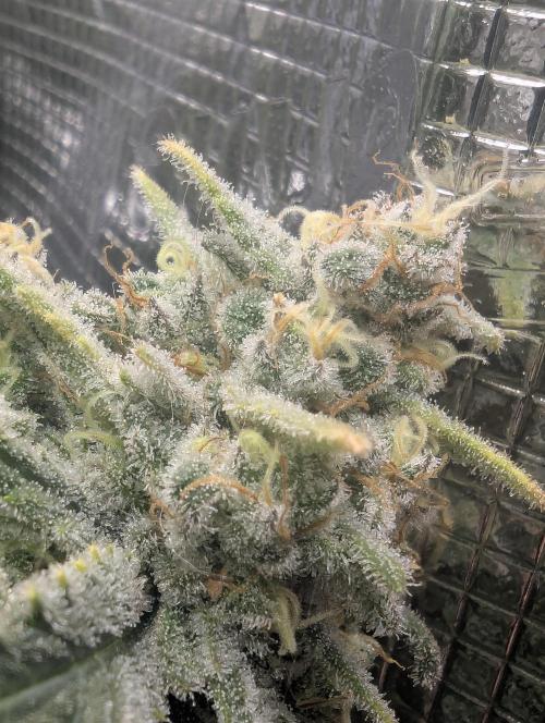 Kush Mass Auto - G1. Week 20