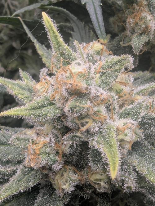 Kush Mass Auto - G1. Week 20