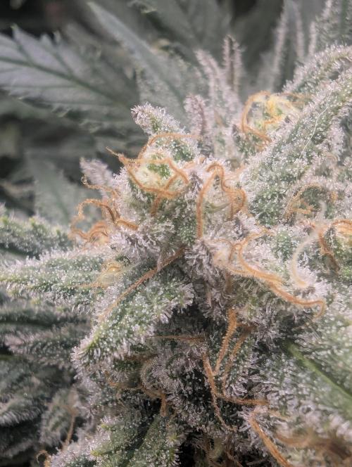 Kush Mass Auto - G1. Week 20