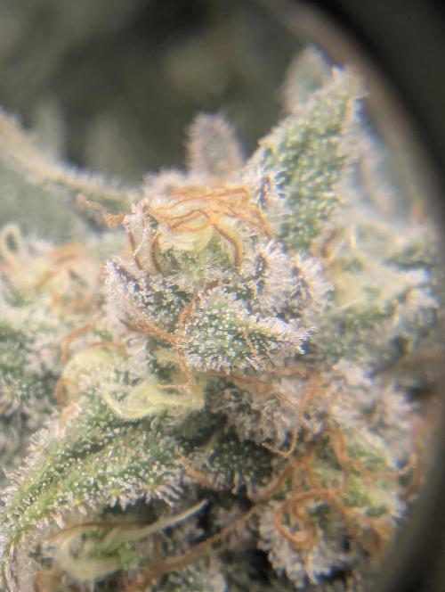 Kush Mass Auto - G1. Week 20