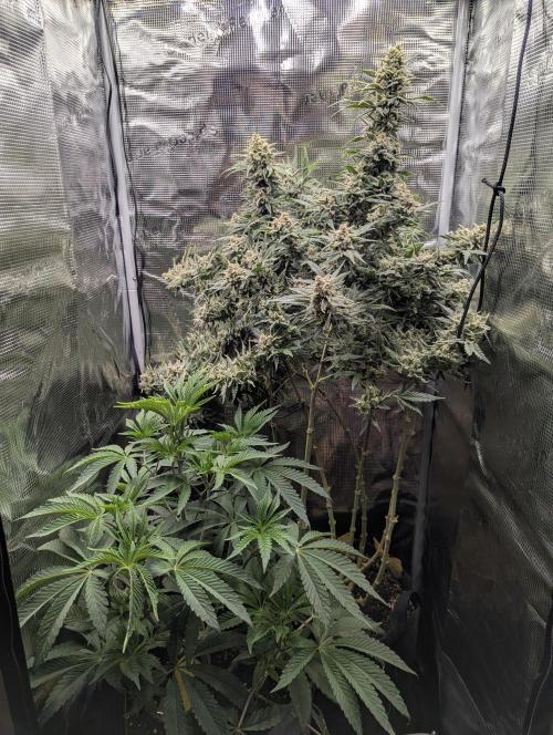 Kush Mass Auto - G1. Week 20
