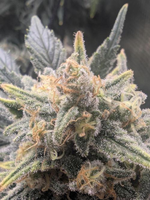 Kush Mass Auto - G1. Week 20