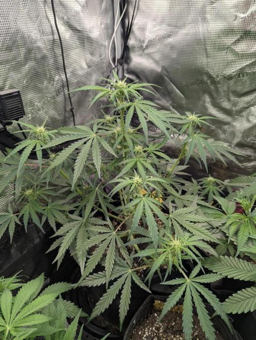 Runtz Auto - Zamnesia. Week 5