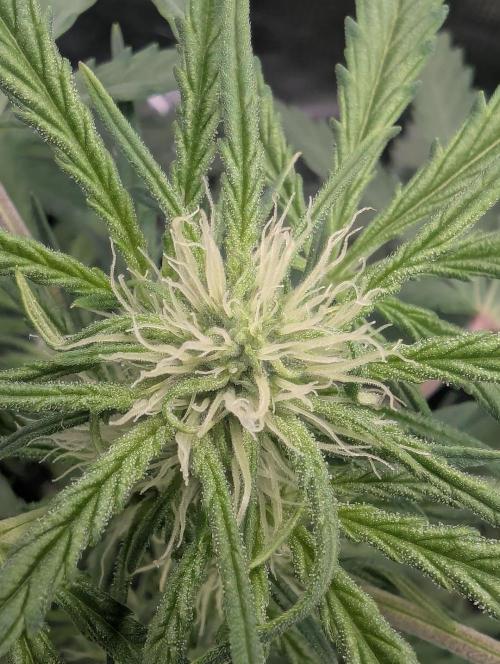 Runtz Auto - Zamnesia. Week 5