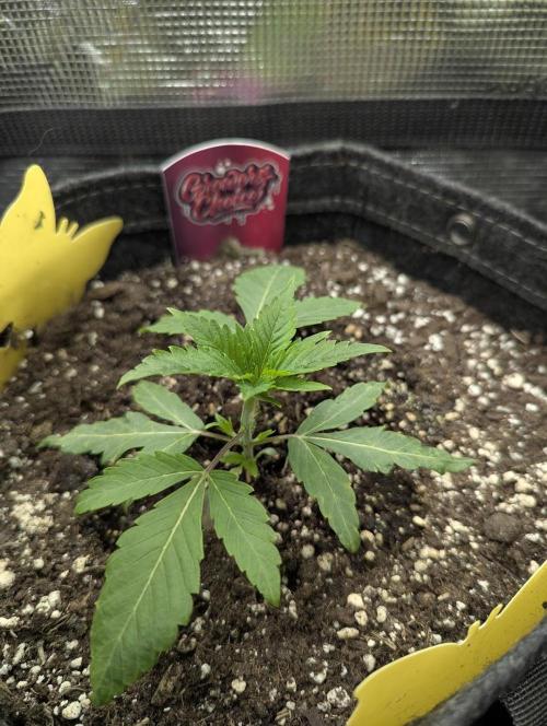 RS11 x Banana OG - G2. Week 2