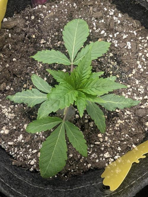 RS11 x Banana OG - G2. Week 2