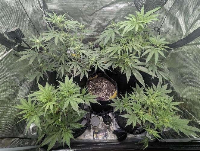 RS11 x Banana OG - G2. Week 2