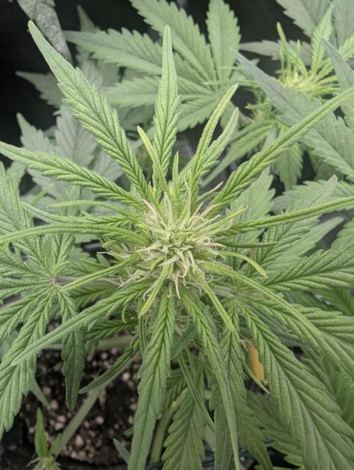 Do-Si-Dos Auto - Zamnesia. Week 6