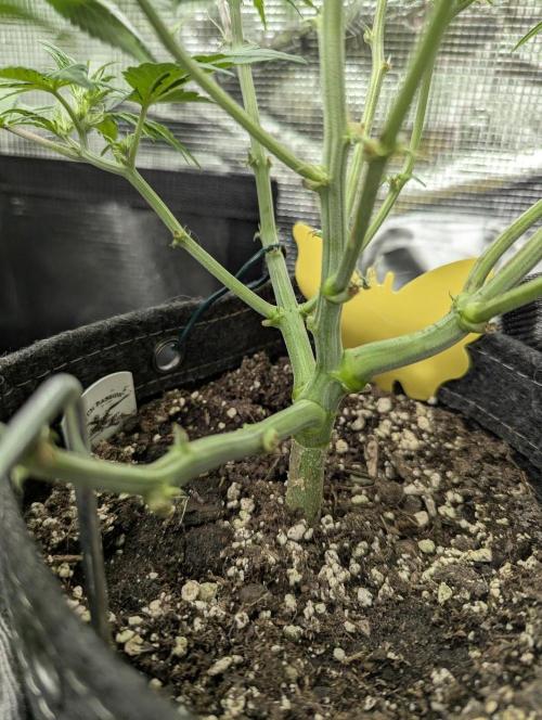 Do-Si-Dos Auto - Zamnesia. Week 6