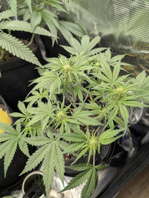 Do-Si-Dos Auto - Zamnesia. Week 6