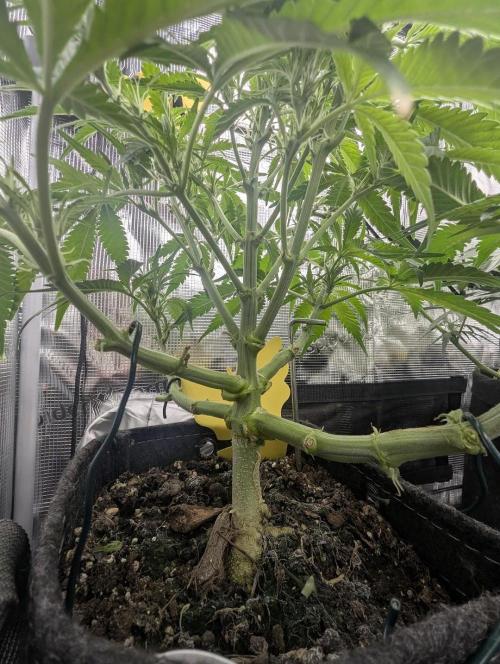 Papaya Zoap Auto - G2. Week 6