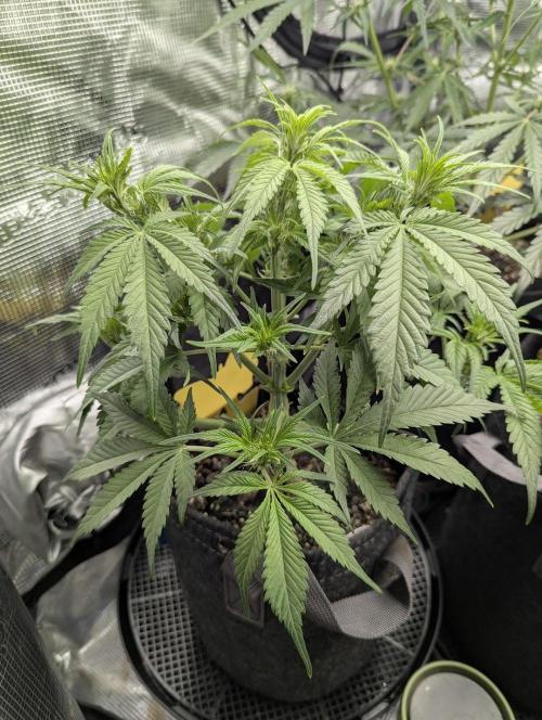 Papaya Zoap Auto - G2. Week 6