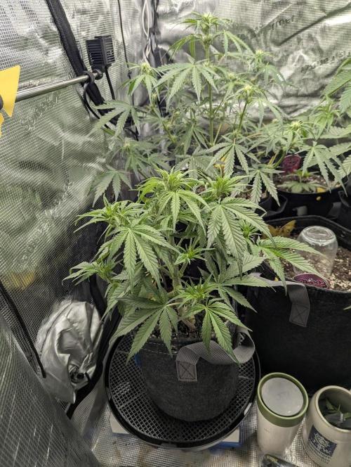 Papaya Zoap Auto - G2. Week 6