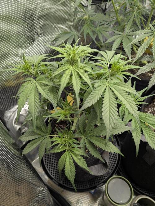 Papaya Zoap Auto - G2. Week 6