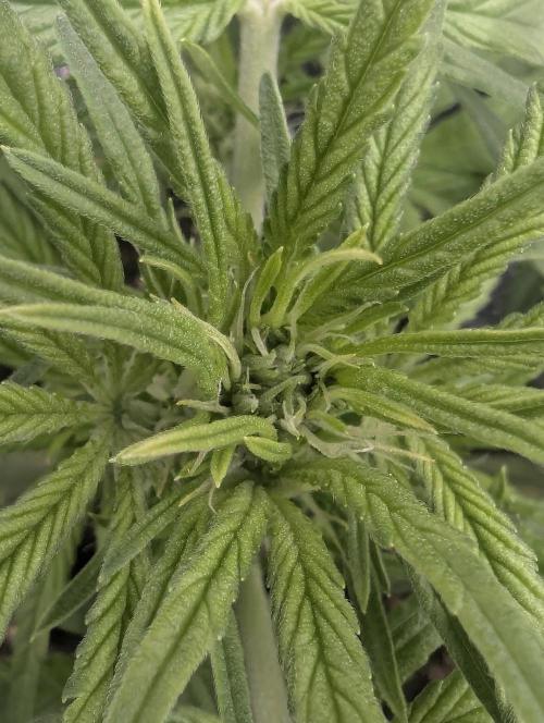 Papaya Zoap Auto - G2. Week 6