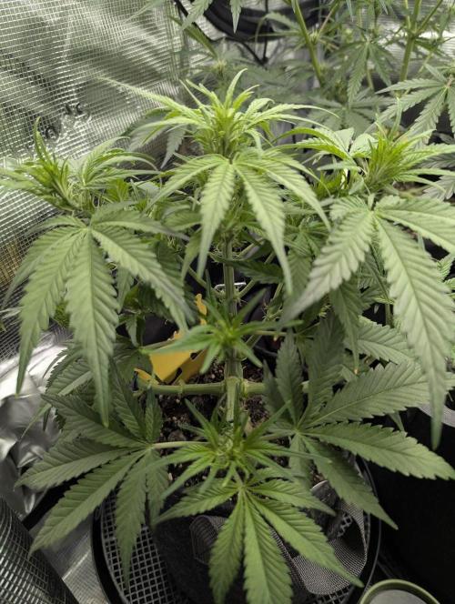 Papaya Zoap Auto - G2. Week 6