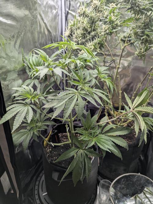 Black Cherry Gushers - G2. Week 6