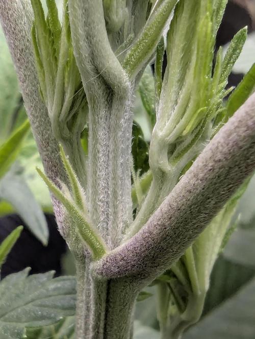 Black Cherry Gushers - G2. Week 6