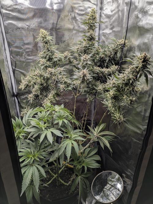 Black Cherry Gushers - G2. Week 6