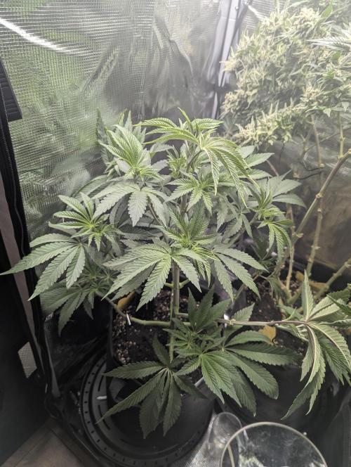 Black Cherry Gushers - G2. Week 6