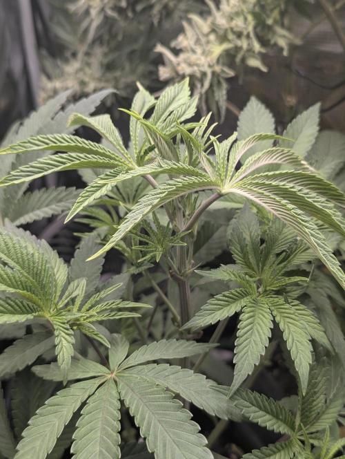 Black Cherry Gushers - G2. Week 6