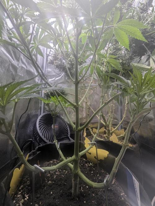 Black Cherry Gushers - G2. Week 6