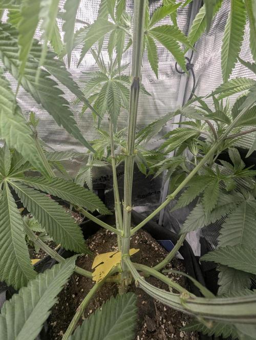 Blue Zushi - G2. Week 6