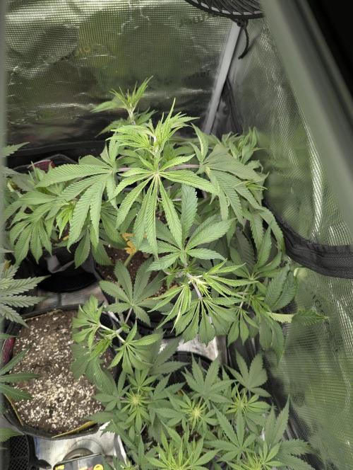 Blue Zushi - G2. Week 6