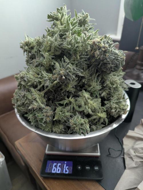 Kush Mass Auto - G1. Week 21