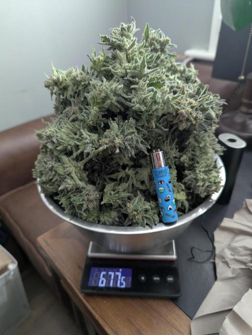 Kush Mass Auto - G1. Week 21