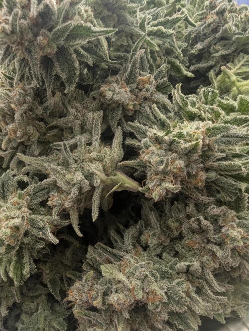 Kush Mass Auto - G1. Week 21