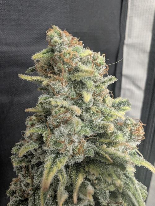 Kush Mass Auto - G1. Week 21