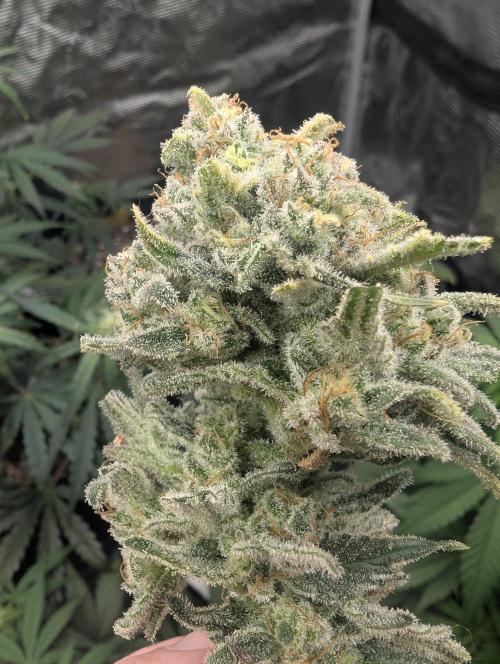 Kush Mass Auto - G1. Week 21