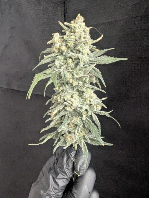 Kush Mass Auto - G1. Week 21